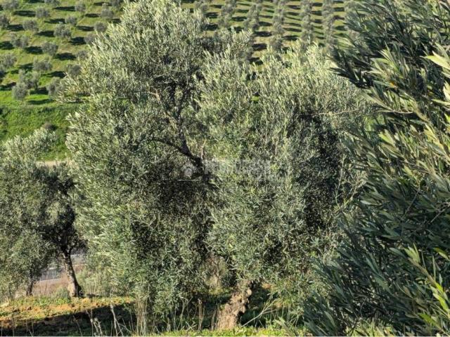 Terreno en venta en El Coronil, Andalucía