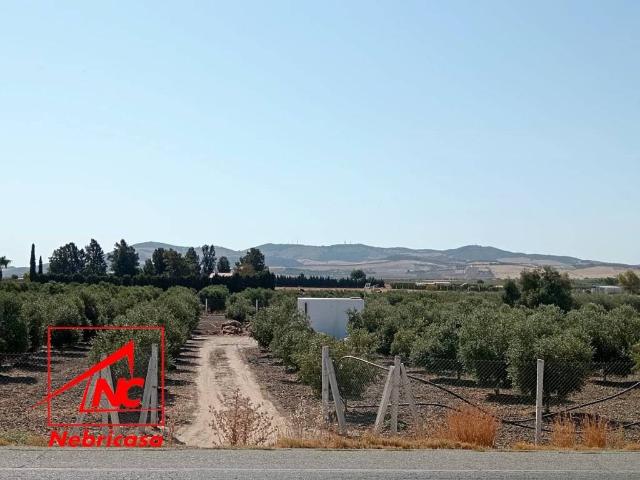 Terreno en venta en El Cuervo De Sevilla, Sevilla