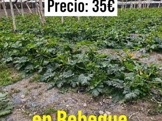 Terreno en venta en Pampanico, El Ejido