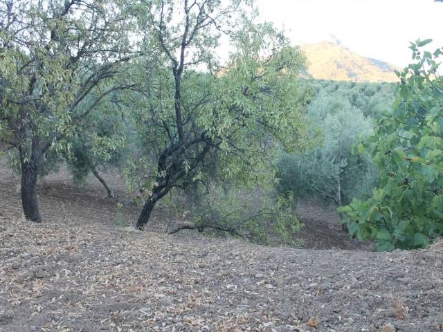 Terreno en venta en Sierra de Cádiz, Andalucía