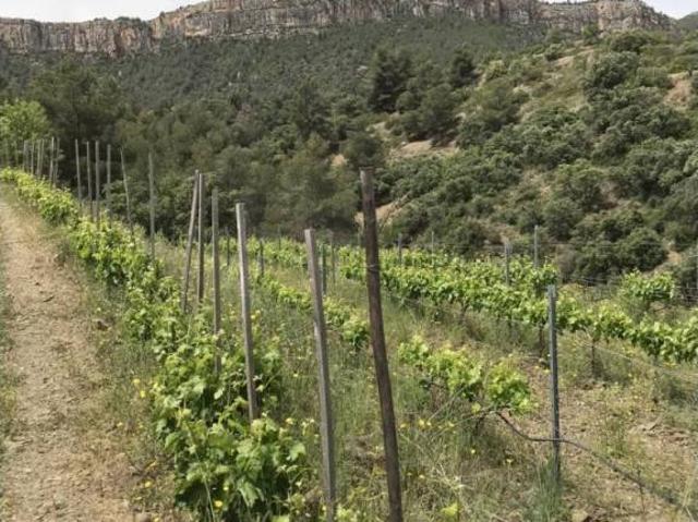 Terreno en venta en Priorat, Catalunya