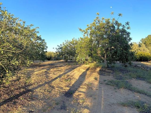 Terreno en venta en Baix Ebre, Catalunya