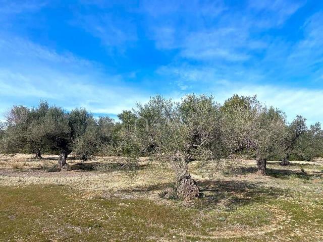 Terreno en venta en Baix Ebre, Catalunya