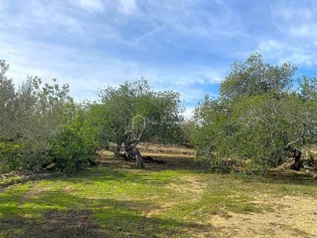 Terreno en venta en Baix Ebre, Catalunya