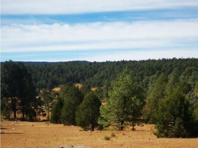 Terreno en venta en Pueblo Nuevo, Durango