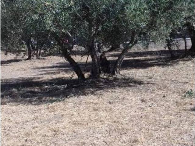 Terreno en venta en El Torno, Extremadura
