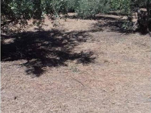 Terreno en venta en El Torno, Extremadura