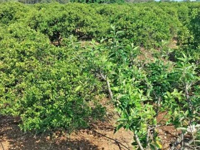 Terreno en venta en Partida Molinell, la Marina Alta