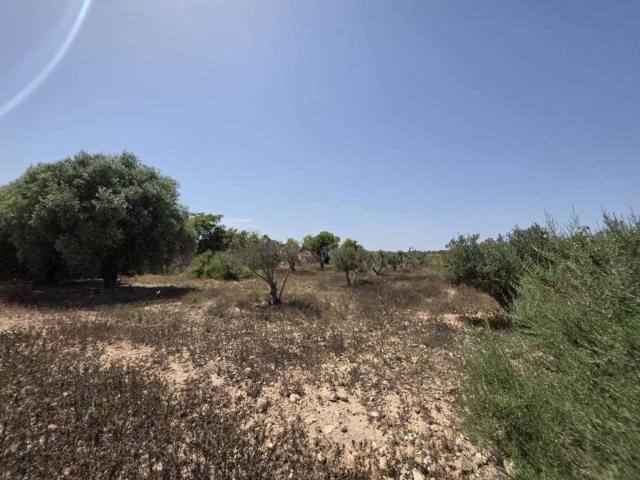 Terreno en venta en el Baix Vinalopó, Valencia