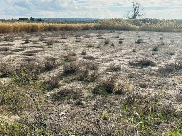 Terreno en venta en el Baix Vinalopó, Valencia