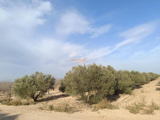 Terreno en venta en el Baix Vinalopó, Valencia