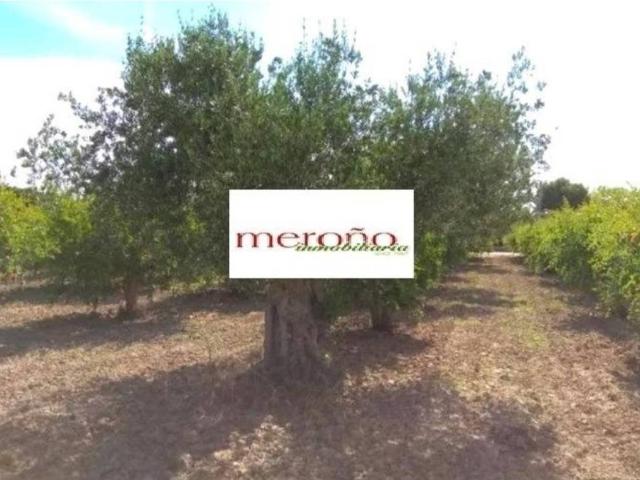 Terreno en venta en el Baix Vinalopó, Valencia