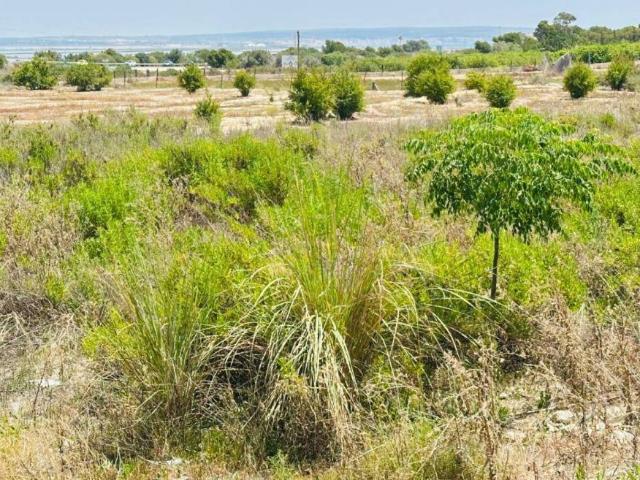 Terreno en venta en el Baix Vinalopó, Valencia