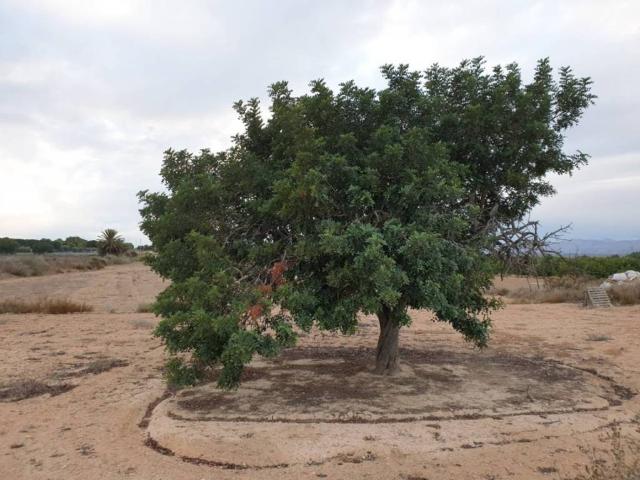 Terreno en venta en el Baix Vinalopó, Valencia