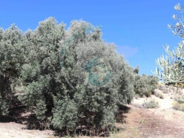 Terreno en venta en Encinas Reales, Andalucía