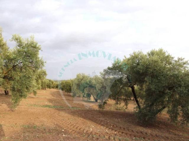 Terreno en venta en Encinas Reales, Andalucía