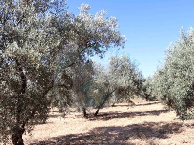 Terreno en venta en Encinas Reales, Andalucía