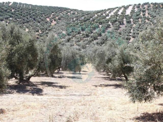Terreno en venta en Encinas Reales, Andalucía