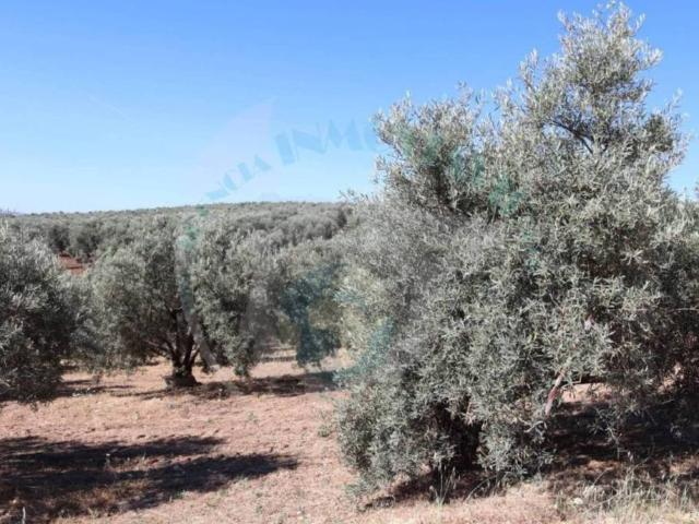 Terreno en venta en Encinas Reales, Andalucía