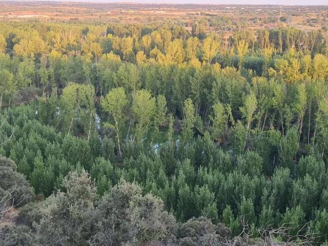 Terreno en venta en Escalona