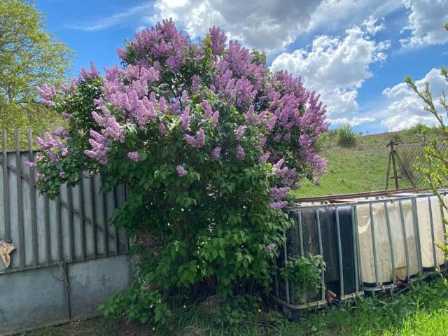 Terreno en venta en Escopete, Castilla-La Mancha
