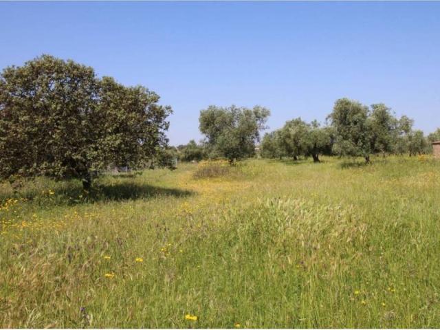 Terreno en venta en Esparragalejo