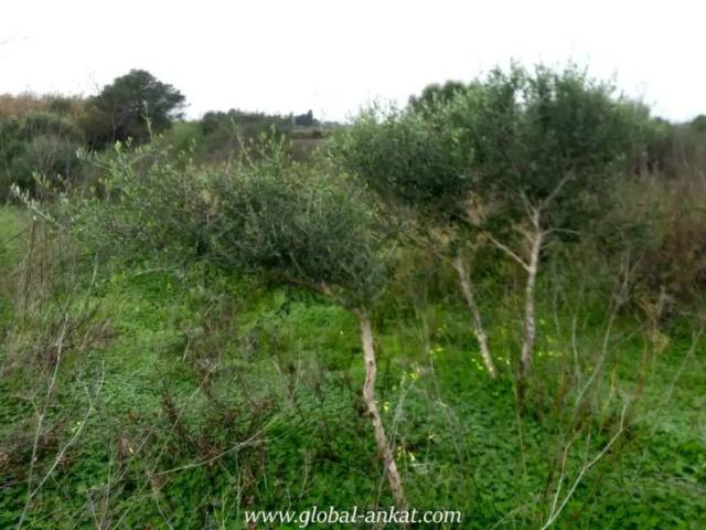 Terreno en venta en Felanitx, Illes Balears