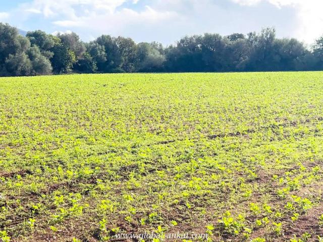 Terreno en venta en Migjorn, Baleares