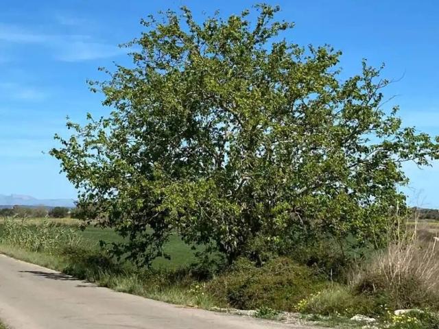 Terreno en venta en Migjorn, Baleares