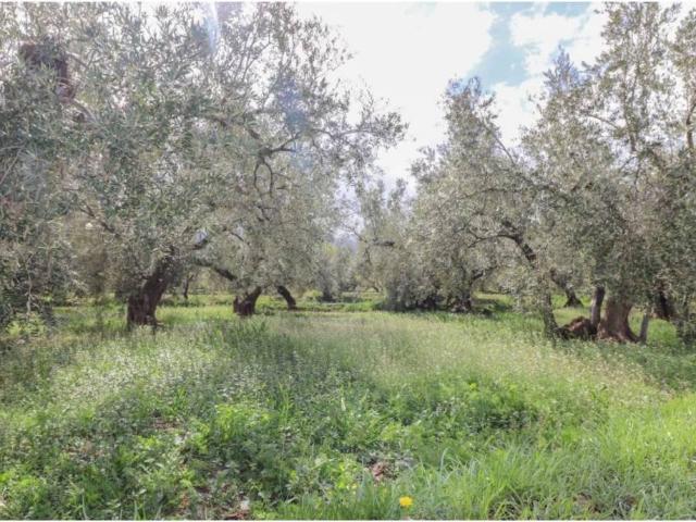 Terreno en venta en Fiñana, Andalucía