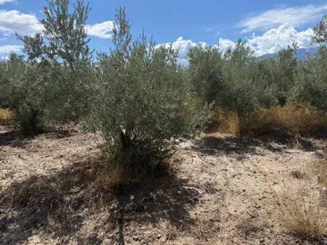 Terreno en venta en Fiñana, Almería