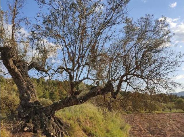 Terreno en venta en Ribera d'Ebre, Catalunya