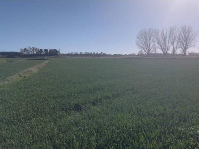 Terreno en venta en Pla d'Urgell, Catalunya