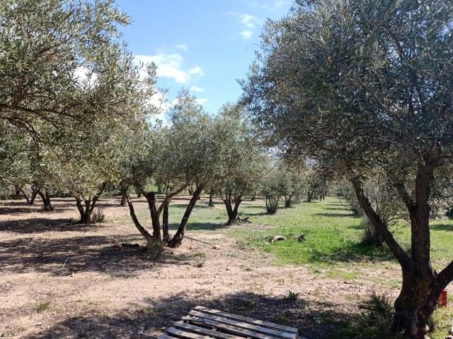 Terreno en venta en Fondón, Andalucía