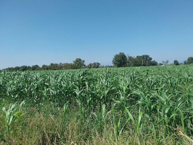 Terreno en venta en Alt Empordà, Catalunya