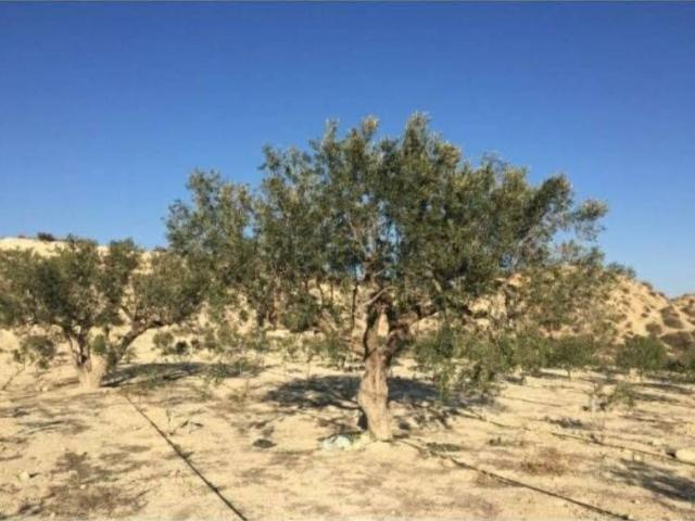 Terreno en venta en Oriental, Murcia