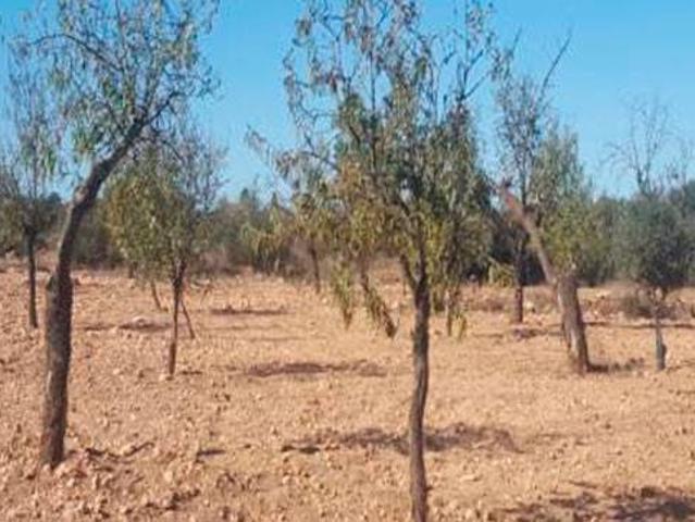 Terreno en venta en Palas - Pinilla, Campo de Cartagena y Mar Menor