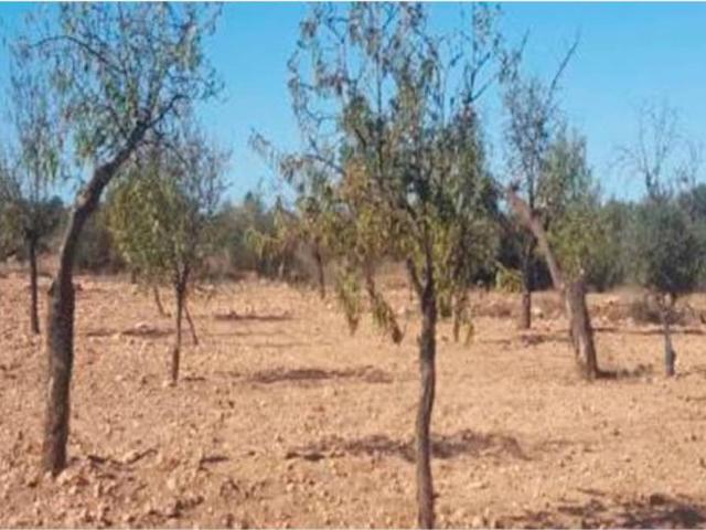 Terreno en venta en Palas - Pinilla, Campo de Cartagena y Mar Menor