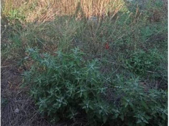 Terreno en venta en Fuente El Saz De Jarama, Madrid