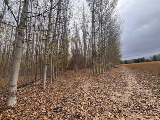 Terreno en venta en Comarca de la Vega de Granada, Andalucía