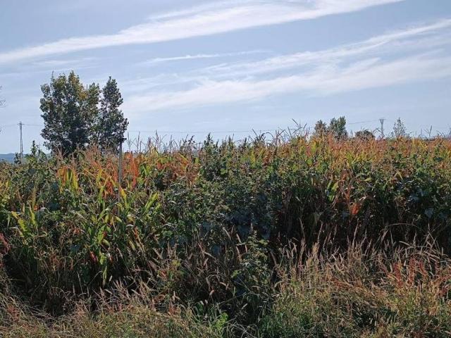 Terreno en venta en Galisteo, Extremadura