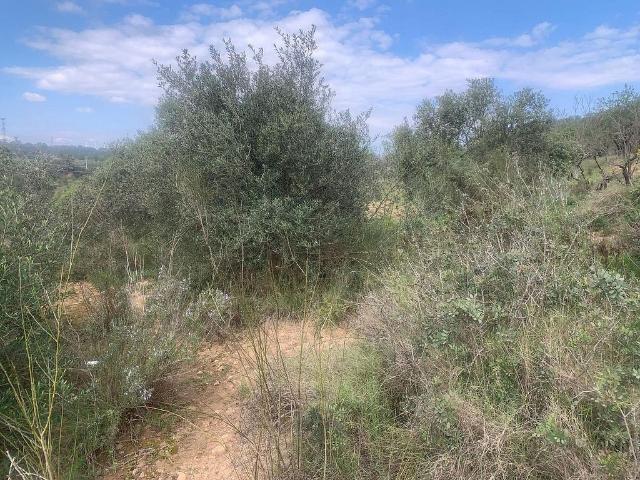 Terreno en venta en Ribera d'Ebre, Catalunya