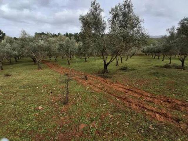 Terreno en venta en Gata, Extremadura
