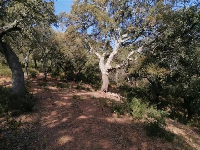 Terreno en venta en Serranía de Ronda, Andalucía