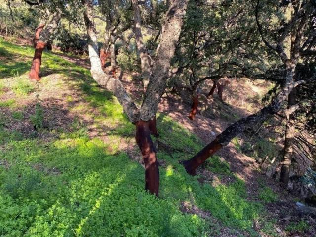 Terreno en venta en Serranía de Ronda, Andalucía