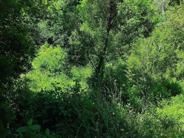 Terreno en venta en Alt Penedès, Catalunya