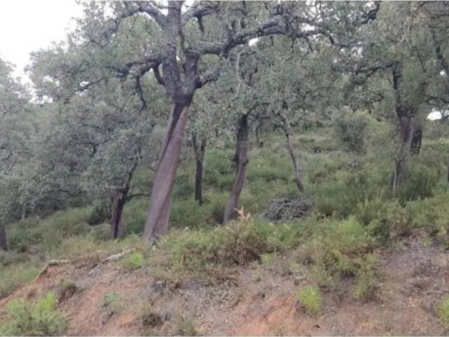 Terreno en venta en Serranía de Ronda, Andalucía