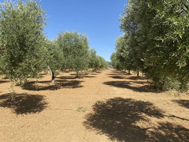 Terreno en venta en Comarca Metropolitana de Huelva, Andalucía