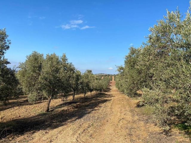 Terreno en venta en Gilena, Sevilla