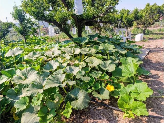 Terreno en venta en el Camp de Morvedre, Valencia
